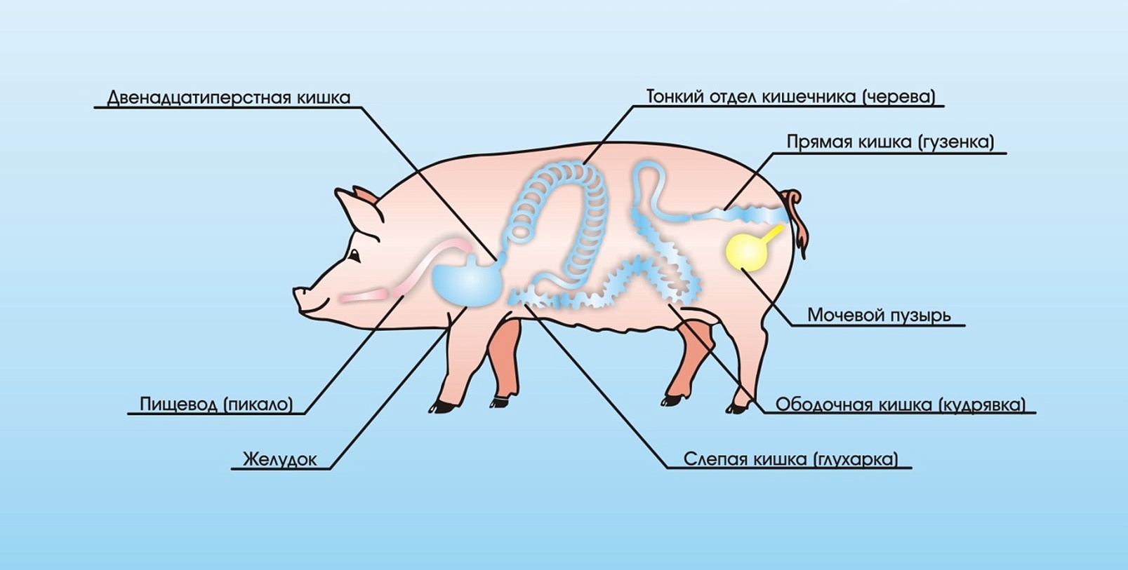 Строение свиньи анатомия