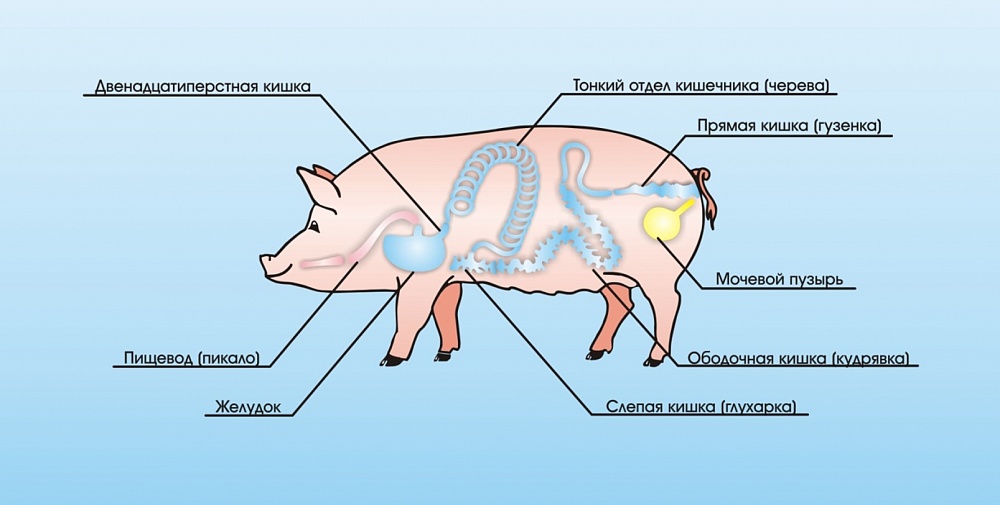 Кишечник свиньи схема